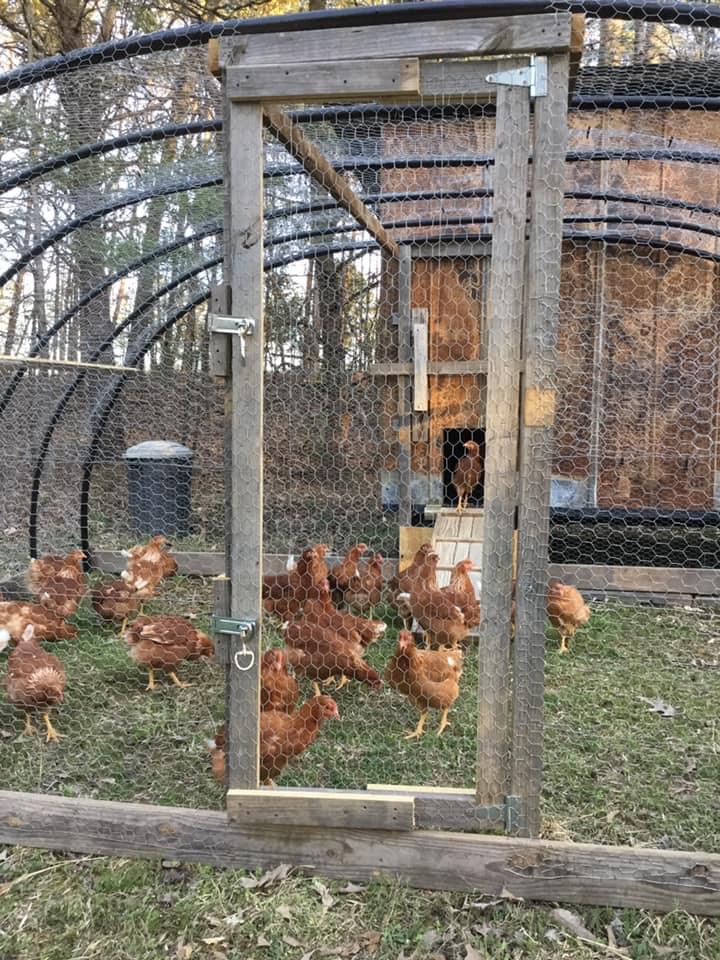 Our New Movable Chicken Hoop Coop – Faith and Family Homestead